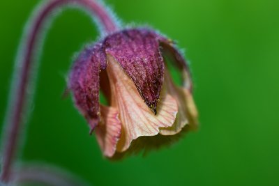 Water Avens