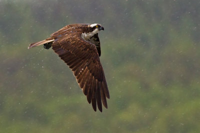 Osprey in the rain