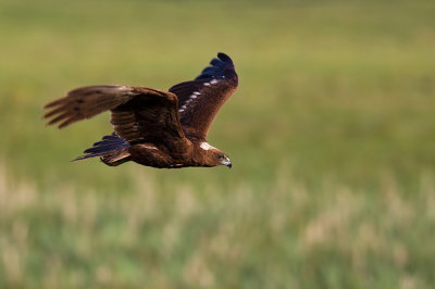 Western Marsh Harrier