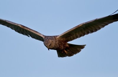 Western Marsh Harrier