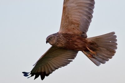 Western Marsh Harrier