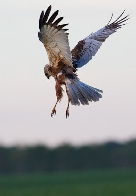 Brun krrhk Circus aeruginosus Western Marsh Harrier