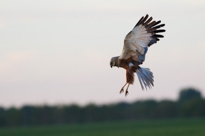 Brun krrhk Circus aeruginosus Western Marsh Harrier