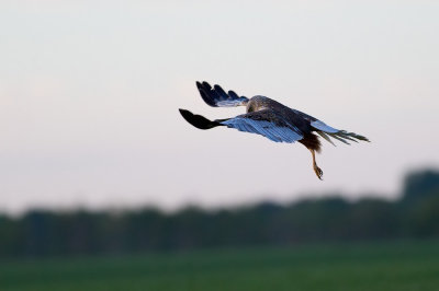 Brun krrhk Circus aeruginosus Western Marsh Harrier