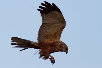 Brun krrhk Circus aeruginosus Western Marsh Harrier