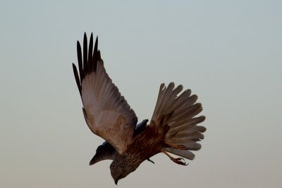 Brun krrhk Circus aeruginosus Western Marsh Harrier