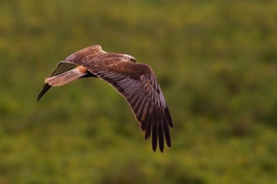 Western Marsh Harrier