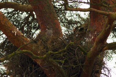 Northern Goshawk in nest