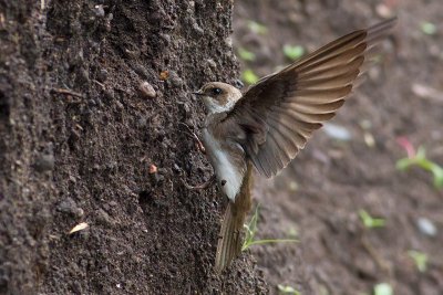 Sand Martin