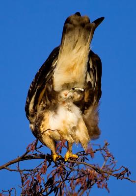 Rough-legged Buzzard taking a dump