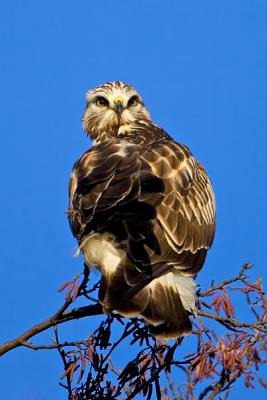 Rough-legged Buzzard