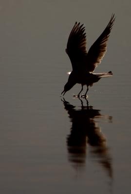 Black-headed Gull picking food from water surface