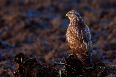 Common Buzzard, Buteo buteo