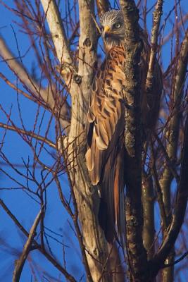 Red Kite, good camo