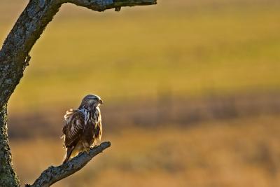 Rough-legged Buzzard