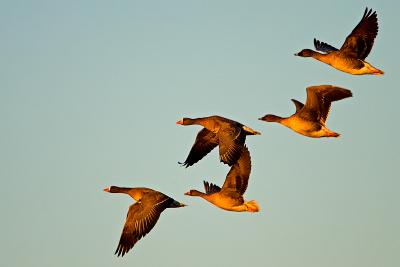 Geese at evening