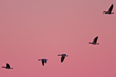 Greater White-fronted Goose after sunset