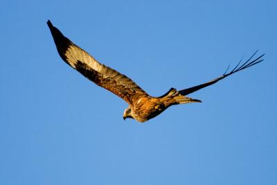 Red Kite