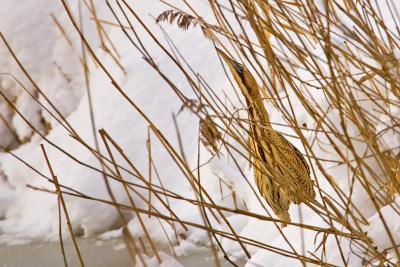 Great Bittern