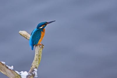 Common Kingfisher at winter
