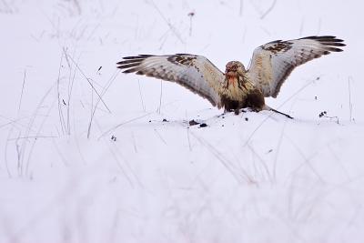 Rough-legged Buzzard