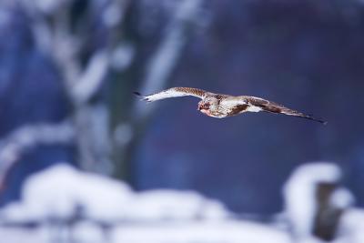 Rough-legged Buzzard at Winter