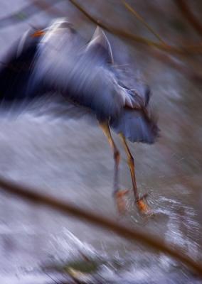 Grey Heron