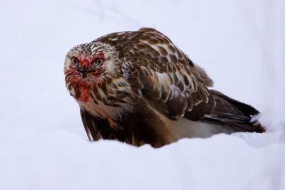 Rough-legged Buzzard