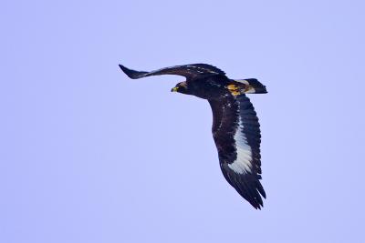 Golden Eagle