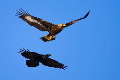 Ravens hunting a Golden Eagle