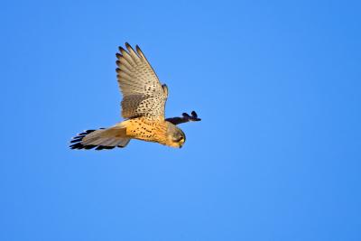 Common Kestrel, Falco tinnunculus
