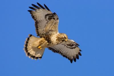 Rough-legged Buzzard 