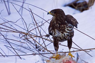 Common Buzzard eating a cat