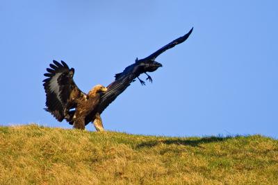 Golden Eagle and a Raven