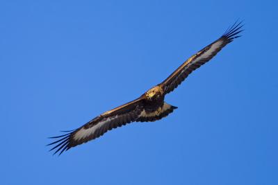 Golden Eagle