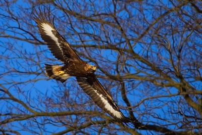 Golden Eagle
