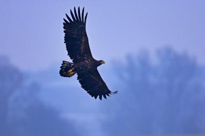 White-tailed Eagle, Haliaeetus albicilla