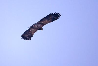 White-tailed Eagle, Haliaeetus albicilla