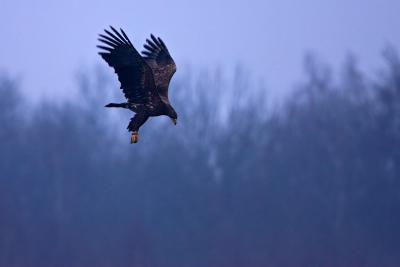 White-tailed Eagle
