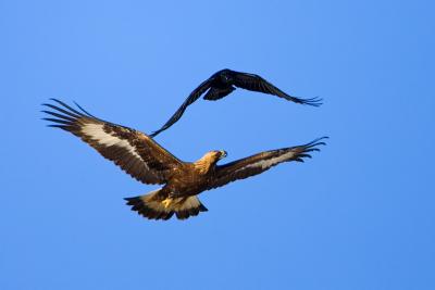 Raven attacking a Golden Eagle