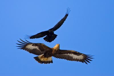 Raven attacking a Golden Eagle