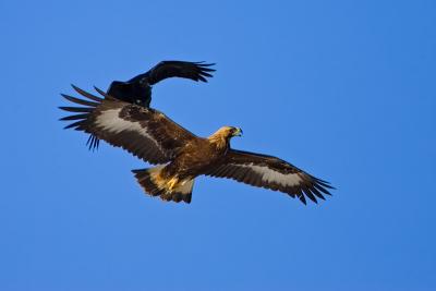 Raven attacking a Golden Eagle
