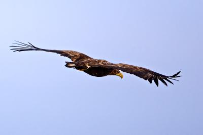 White-tailed Eagle, Haliaeetus albicilla