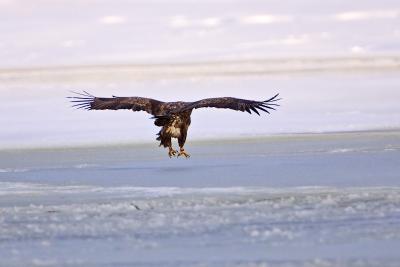 White-tailed Eagle landing on the ice