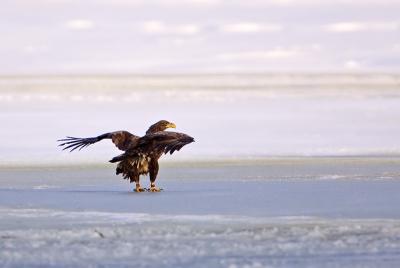 White-tailed Eagle on the ice