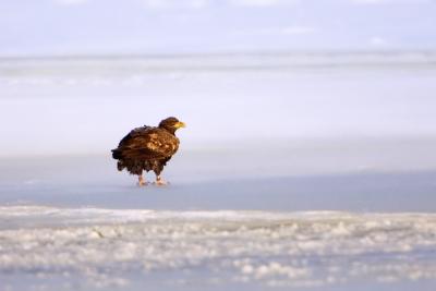 White-tailed Eagle in snowy wind