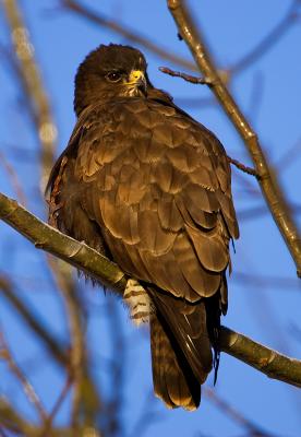 Common Buzzard and icy branches