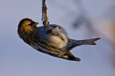 Common Redpoll hanging