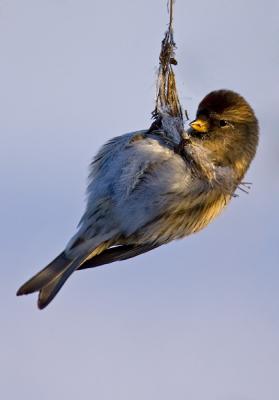 Common Redpoll