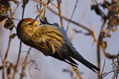 Common Redpoll